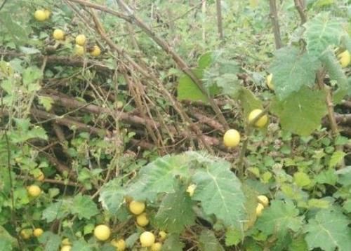  「植物」农村的这种植物，长相似小西瓜，现在其实际价值极高