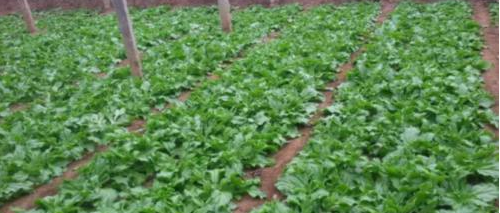  「种子」一亩仅需5克种子，亩产可达5千斤，一斤13元，是农村喜