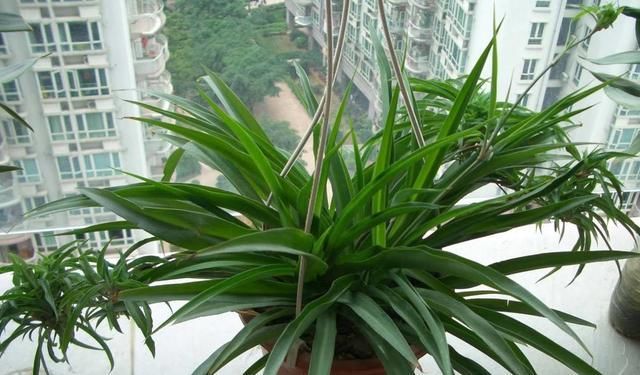  『蜘蛛兰』金鱼吊兰养不好?这么做,花枝满盆!