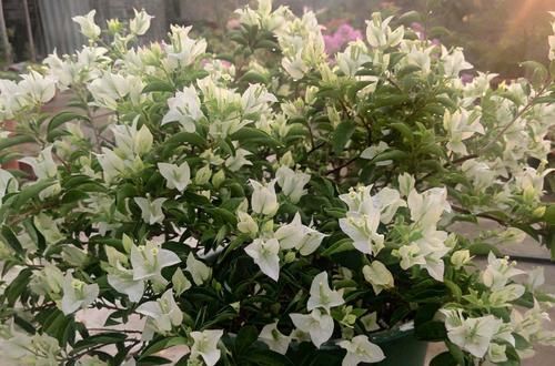  #经验#买回来盛花期的三角梅盆栽可以换盆上盆吗？来看花友们分享的经验