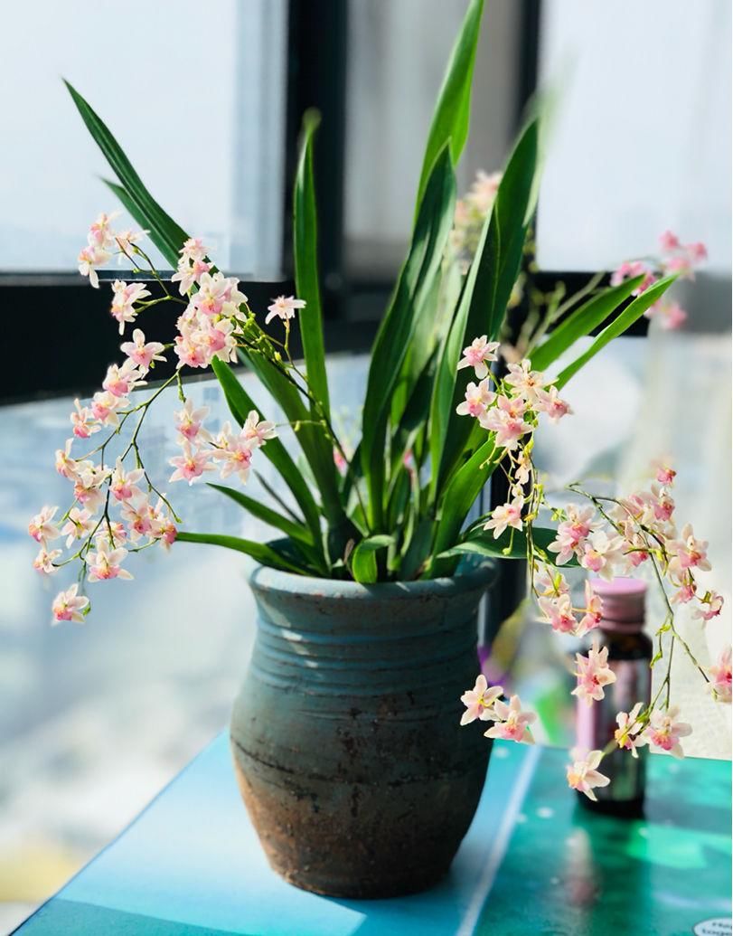 「香水」今年最火的兰花,一棵就能香满屋,比香水好闻多了!