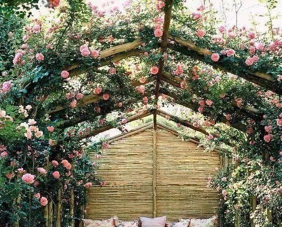 醉美庭院，有这些植物就够了！