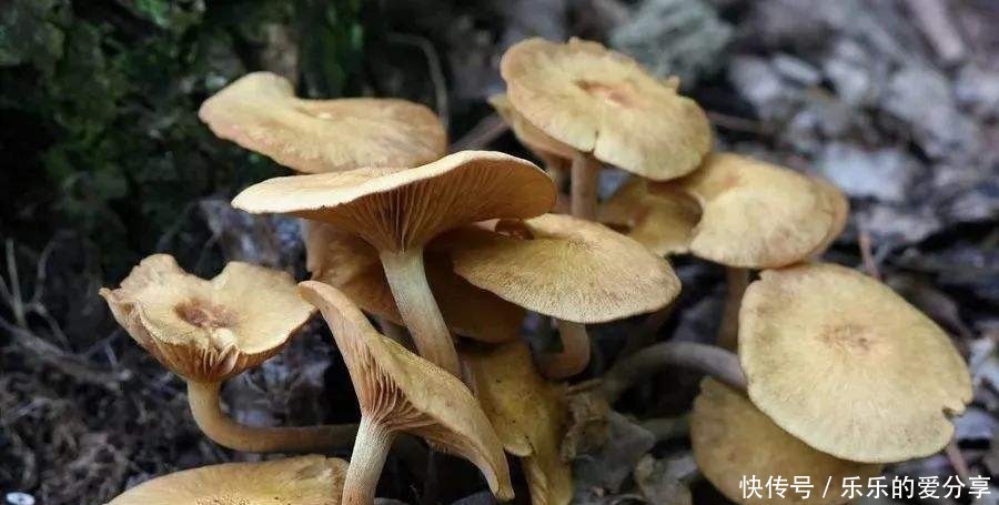  『莫大』平常吃这些对食物，对肝病人群有莫大好处