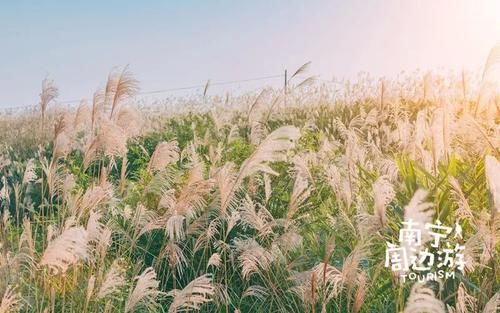 这才是广西未开发秘境，绝美的高山草原....免费！烧烤露营看星星