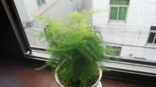  放在客厅■家中养护的文竹盆栽，放在这4个地方真合适，加湿补水，净化空气