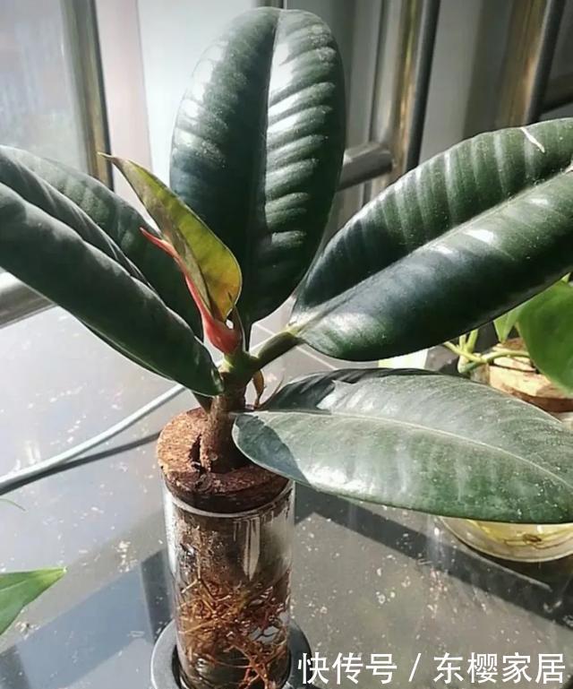 #试试#养不好的花,试试无土水培,几天长出大白根,还能开花呢!