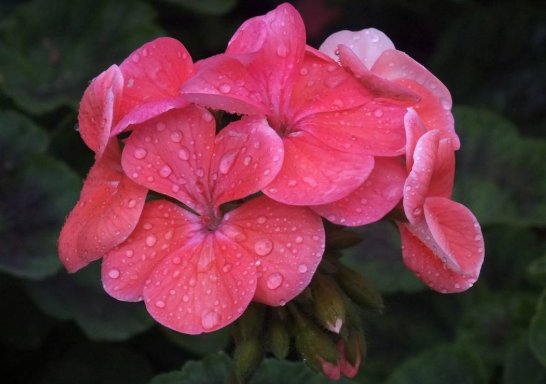  『美艳』养花就养这4款小花，全年开花不断，花开美艳动人，开花就成花海