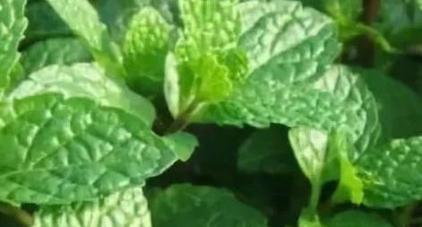  #喜欢#懂花人都喜欢这三种绿植，沾水就能活，好看又好养