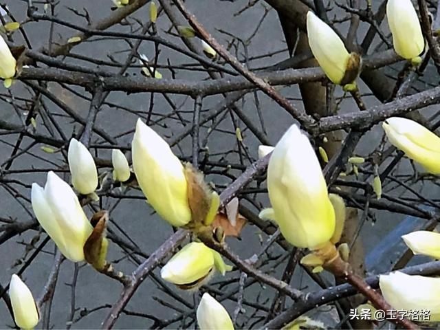  #鸟语花香#玉兰花开，鸟语花香，大自然的馈赠