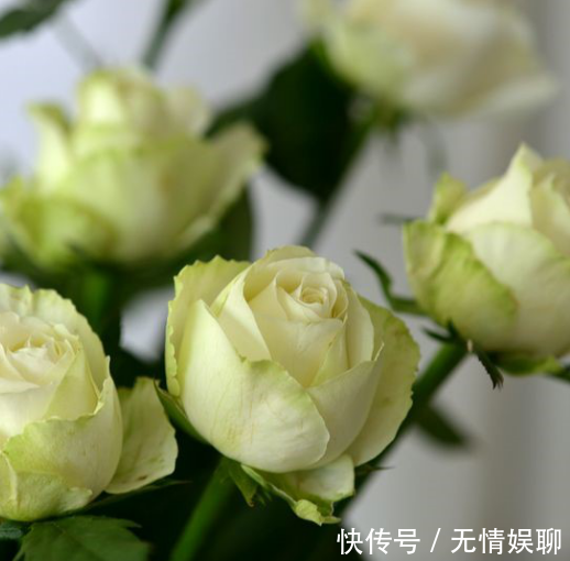 「糖果雪山」这种花的名字有雪山真的非常有趣