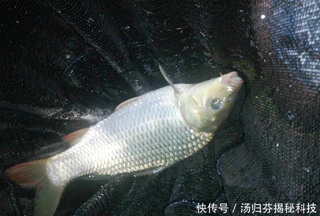 「清明节」清明节夜钓小河沟,捡到1根鱼竿,用它垂钓鱼咬钩,不用不咬钩