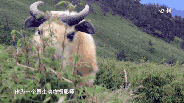 霸气羚牛哥，“奶凶”熊猫姐，神奇动物在这里!