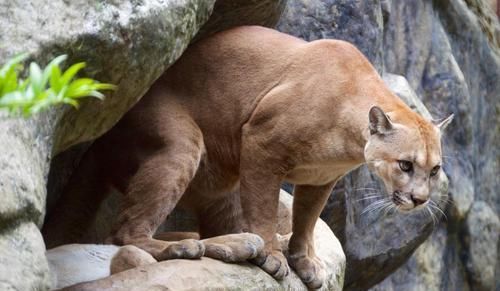 #美洲狮#美洲狮是兽中之王, 还是臣服于熊 狼 美洲虎等更强的食肉动物?
