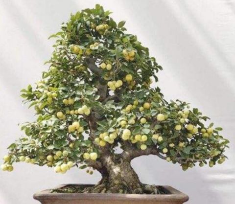 这种植物果实像苹果 现在数量稀少 野外见到要珍惜