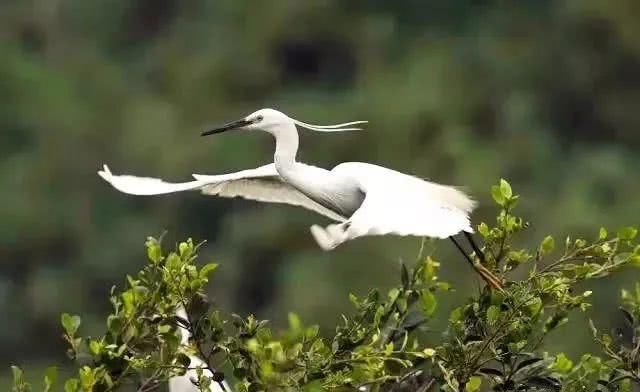 秋风起，候鸟归！佛山绝美观鸟地有……