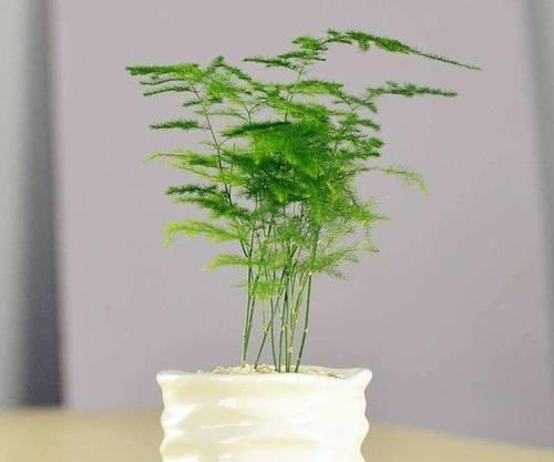  放心：文竹有毒吗？文竹可以放在卧室内吗？没有毒的放心摆放