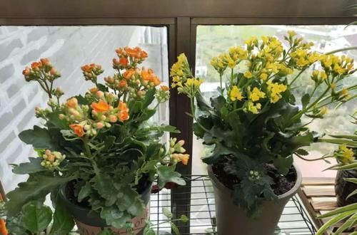  #长寿花#养花记住3个小技巧，茶花再难也能养好，开花多得不见叶！