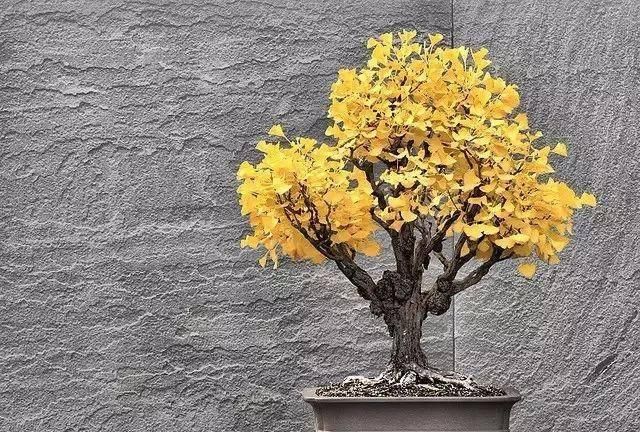  『家里养上几盆』春天在家养盆“吉祥花”，旺运又旺宅，招福又招财，越养越值钱