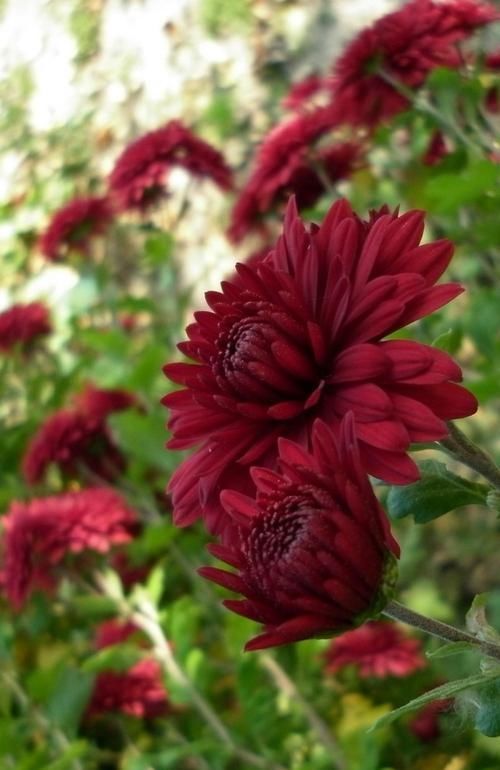 #艳丽#养花就养护一盆红红火火的红菊花,花色艳丽,富贵吉祥
