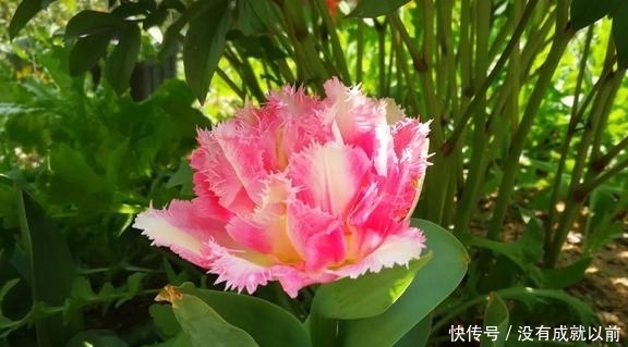  『福而摩沙』两年郁金香种植回顾