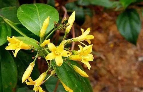  【毒植物】这东西，人称“断肠草”，山中常见，价值珍贵却有毒，遇见别乱碰