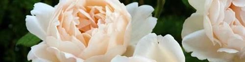沃勒顿老庄:喜欢菊花,就养盆“珍稀名菊”盘龙出海,似祥龙出海,活泼可爱