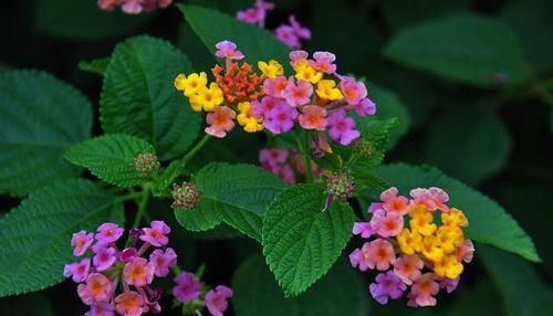  『甜蜜』家养3种“蜂蜜”花，生活甜蜜有滋味，心情愉悦，每天都是好日子