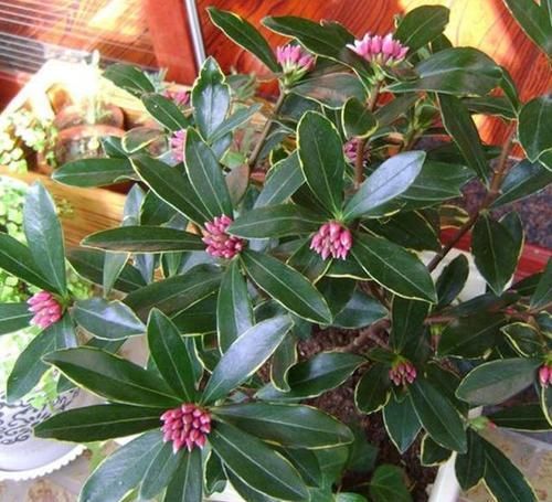  「家里」这“3种”植物，花香四溢，抑制异味，家里养1盆，空气更清新！