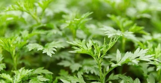  堪称：“精品玫瑰”罗德斯，丝绒般柔和，红艳似火，堪称养花必备！