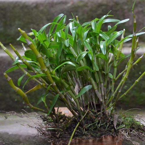 特别■这些花总爱长“长胡子”,浑身“湿湿漉漉”,才开花旺