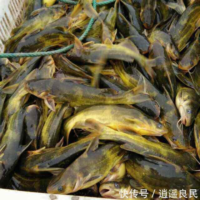  【黄金鱼】农民称它黄金鱼，市场16元一斤供不应求，亩收益上万