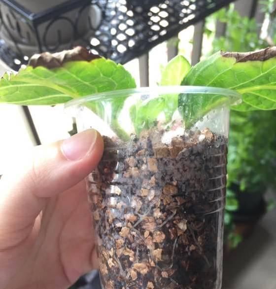  『篮球』一个小技巧,绣球花开的比篮球还大!太美了!