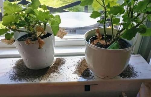  「蚂蚁」养花卉植物要避免蚂蚁靠近，不然容易招惹蚜虫，用有机方法可解决