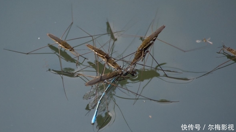  #水上漂#农村水池上会“水上漂”的虫子，是什么？害虫还是益虫