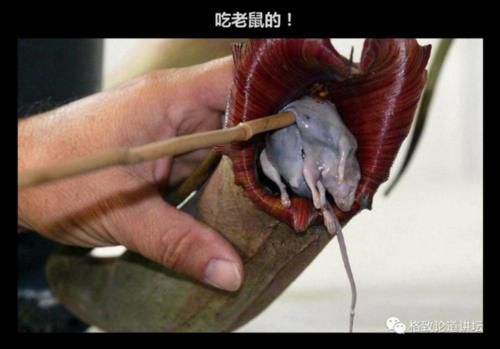  【一无所知】兰花是“骗子”？猪笼草是“坐便器”？或许你对植物的智慧一无所知