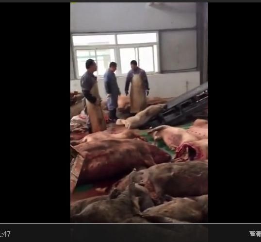 朋友圈传的“连云港猪瘟死猪埋了又刨出来的视频”是谣言，真相是