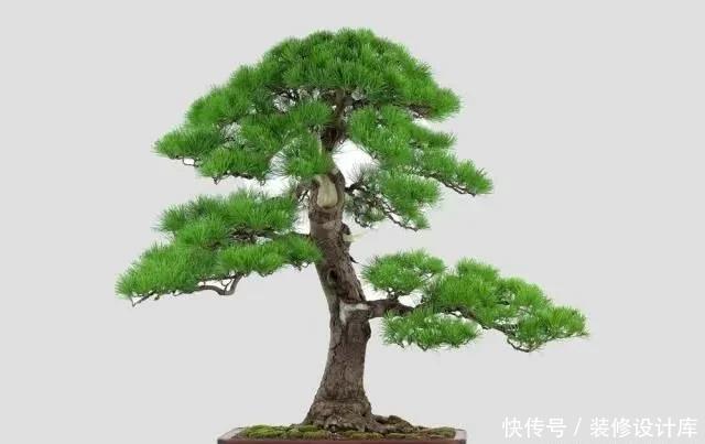 要根据不同|树桩盆景种植时培养土有什么要求?如何配制的培养土?