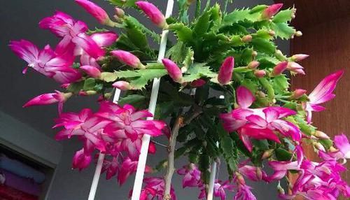  「漂亮」5种花号称“开花机器”，一年能开花300多天，家里养几盆，太美了