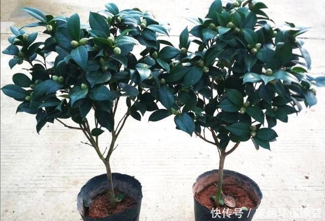 品种|家中养好茶花,先从这几个细节做起,长势旺盛,开花美艳