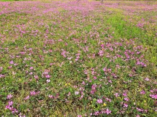 农村野草“劳资花”，全身是宝，你们那里叫什么？