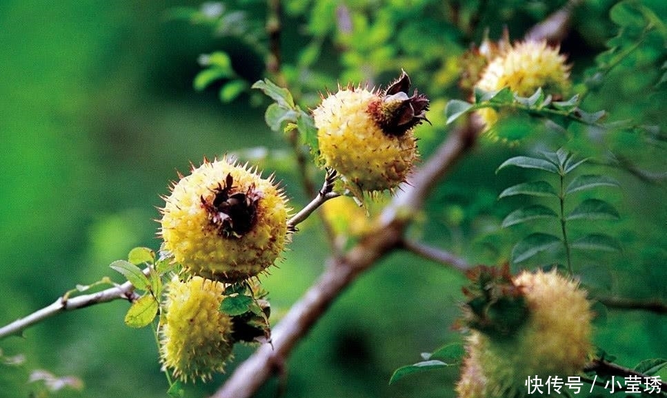 农民说它是“维生素C之王” 集市上卖几十块一斤, 我是第一次见