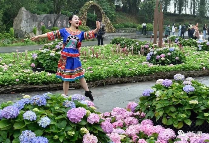  『开幕』涪陵首届绣球花节开幕，爱上这个初夏