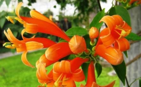 『随便』这些花随便养,一养就很容易爆盆,不仅特别好养活,开花还特漂亮