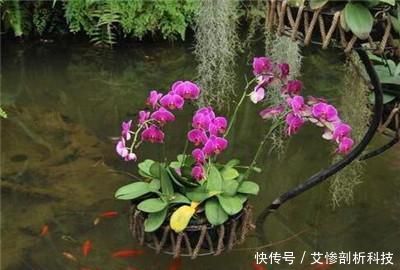  #玻璃容器#蝴蝶兰能水培吗