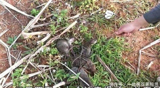 男子在田地里放了夹子,第二天收获颇丰,男子开心极了！