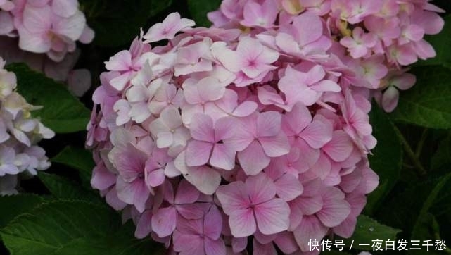  『养护』绣球花观赏价值高，绣球花应该如何养护？