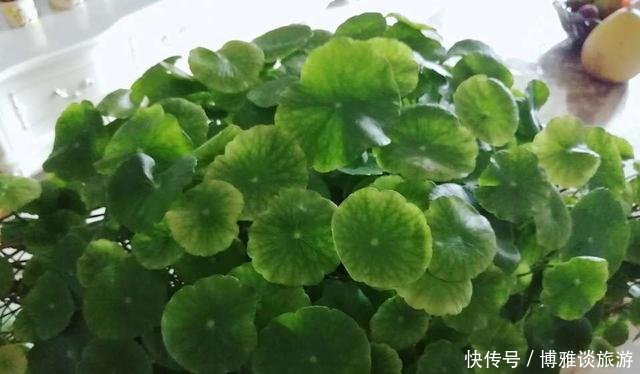 『条件』养铜钱草,有这2个“条件”,满盆都是“铜钱叶”,家里财源滚滚