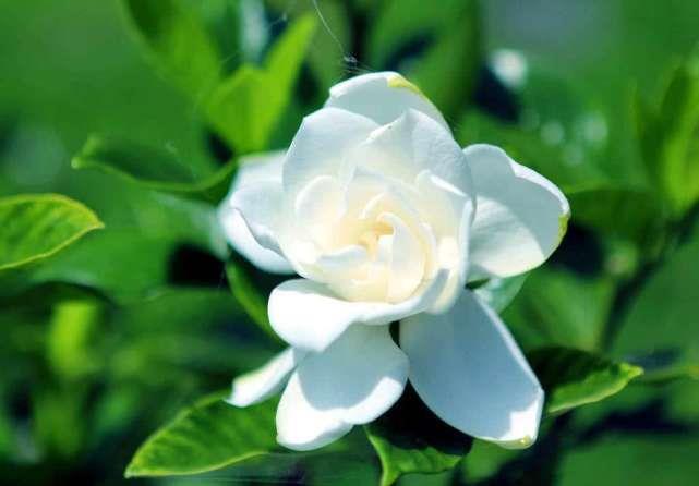 『满院』栀子花开花,香飘满院,如何养护栀子花?