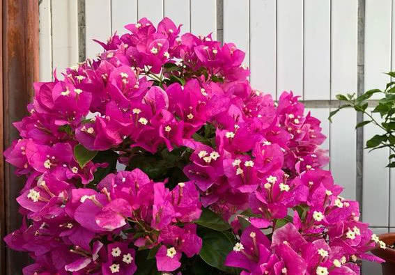 「三角梅」夏天养花选这款，越晒开花越美，整个夏天花开不断，开爆满盆！