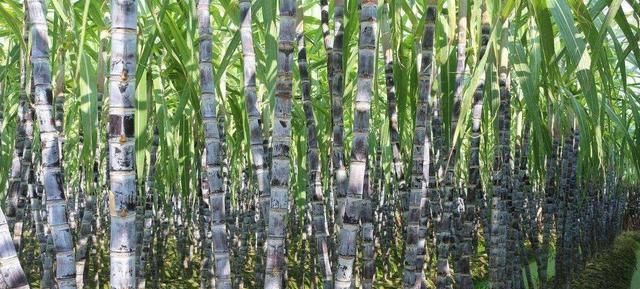  「哽咽」高档草莓没人摘、甘蔗2毛1斤卖不动，农民哽咽，卖不出